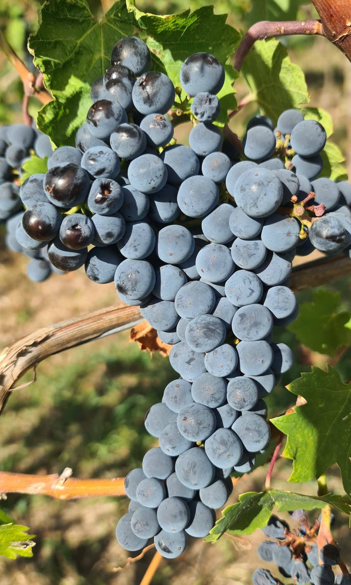 Cabernet Franc 5 Gm 20260917 155723
